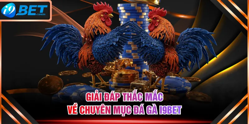 Giải đáp thắc mắc về chuyên mục đá gà I9BET
