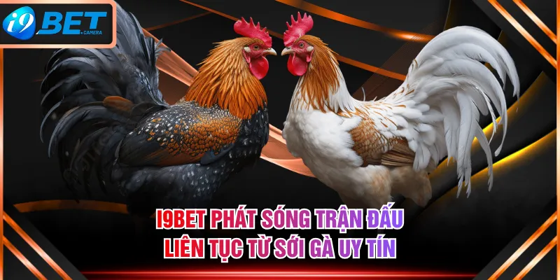 I9BET phát sóng trận đấu liên tục từ sới gà uy tín I9BET phát sóng trận đấu liên tục từ sới gà uy tín
