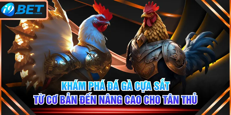 Khám Phá Đá Gà Cựa Sắt Từ Cơ Bản Đến Nâng Cao Cho Tân Thủ