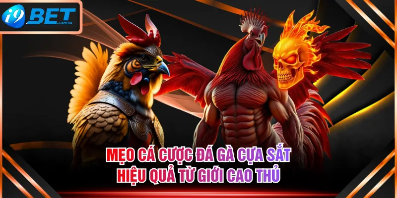 Mẹo cá cược đá gà cựa sắt hiệu quả từ giới cao thủ Mẹo cá cược đá gà cựa sắt hiệu quả từ giới cao thủ