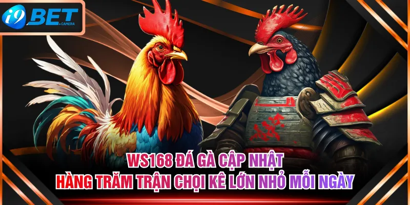 WS168 Đá Gà cập nhật hàng trăm trận chọi kê lớn nhỏ mỗi ngày